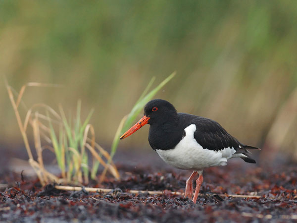Meriharakka, Eurasian Oystercatcher, Haematopus ostralegus